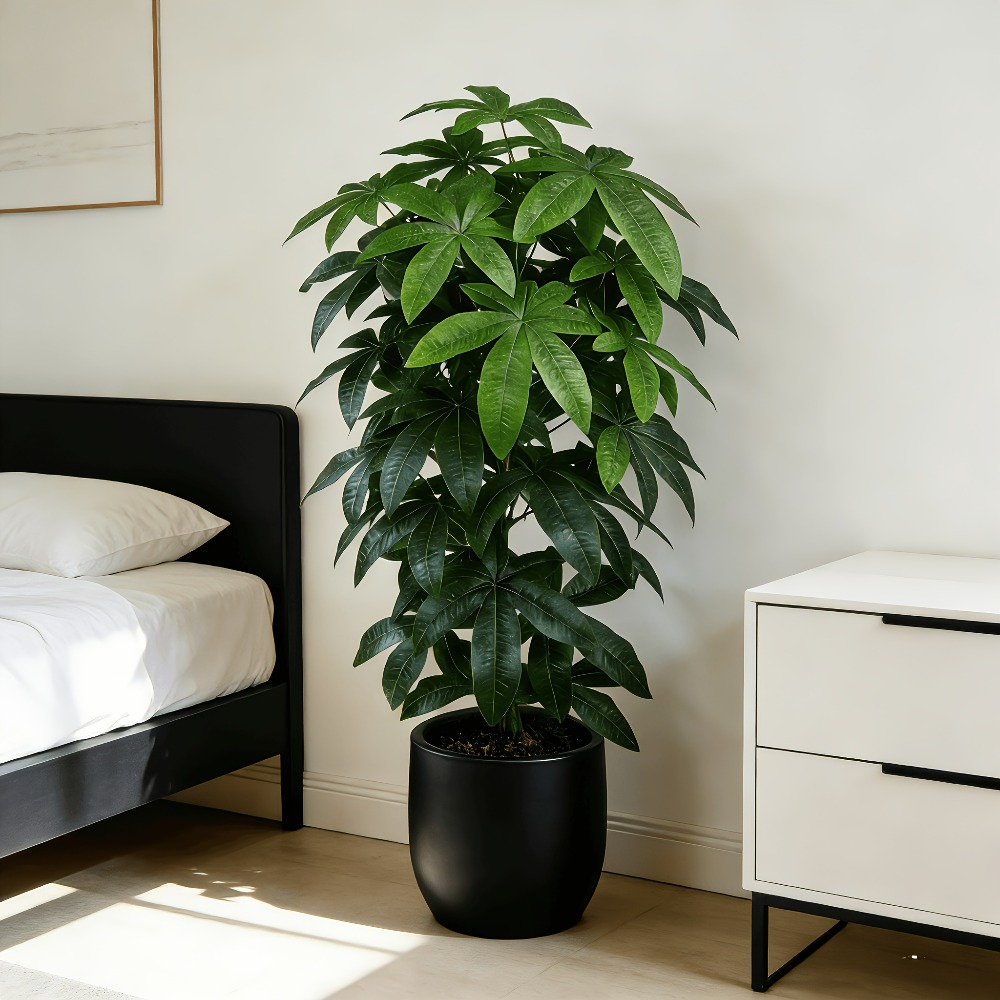 Bilimsel olarak bilinen para a - Ficus Lyrata Tree incelemesi ve fiyatı